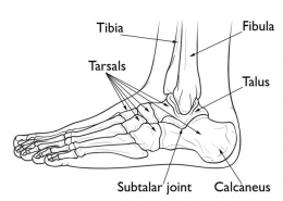 tarsal-bones-anatomy
